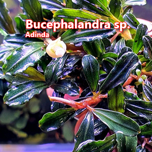 Bucephalandra sp Adinda